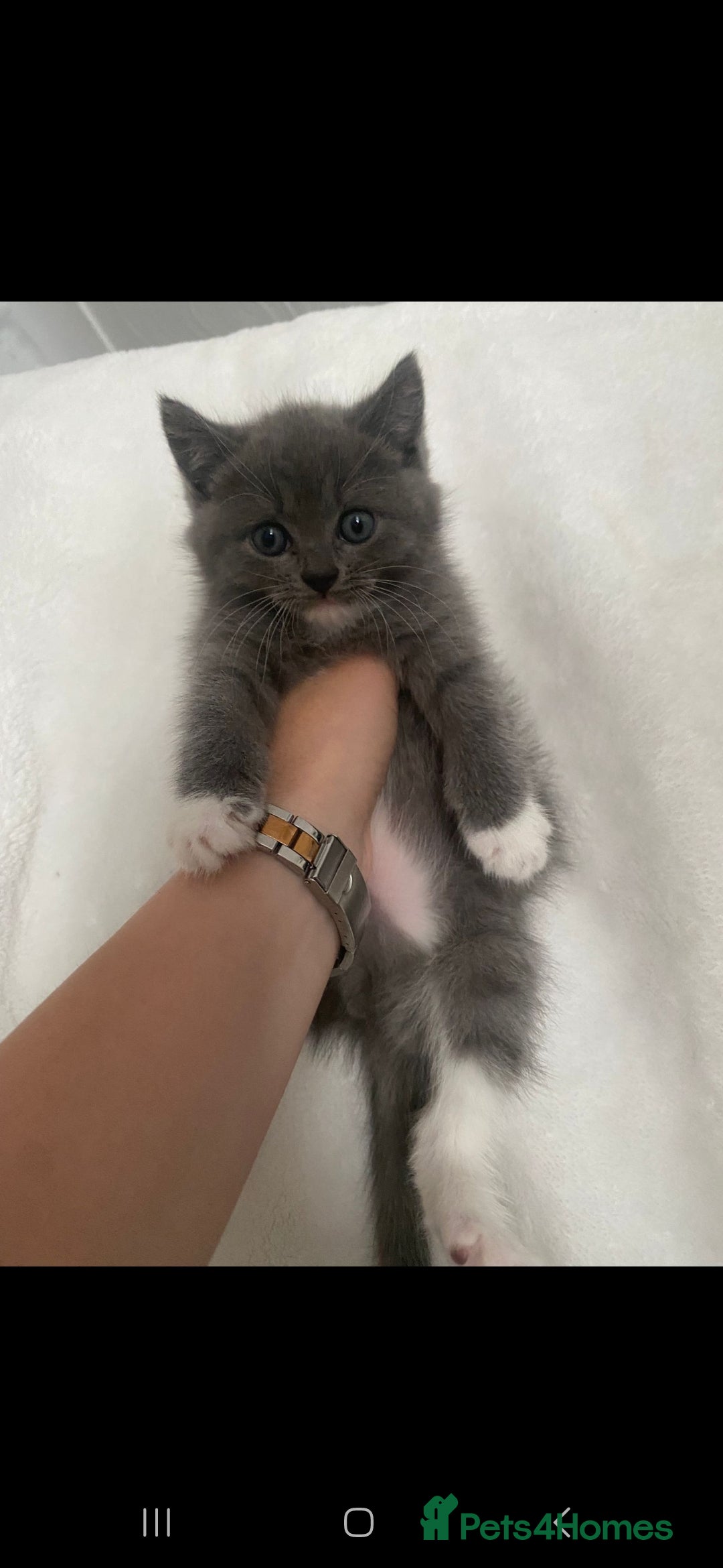 Persian cats for sale: Persian mixed breed  - Image 2