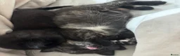 Mixed Breed cats for sale: Beautiful Kittens Ready for Loving Homes - Advert 5