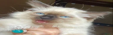 Ragdoll Kitten 3