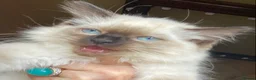 Ragdoll cats for sale: Adorable purebred Ragdolls  - Advert 36