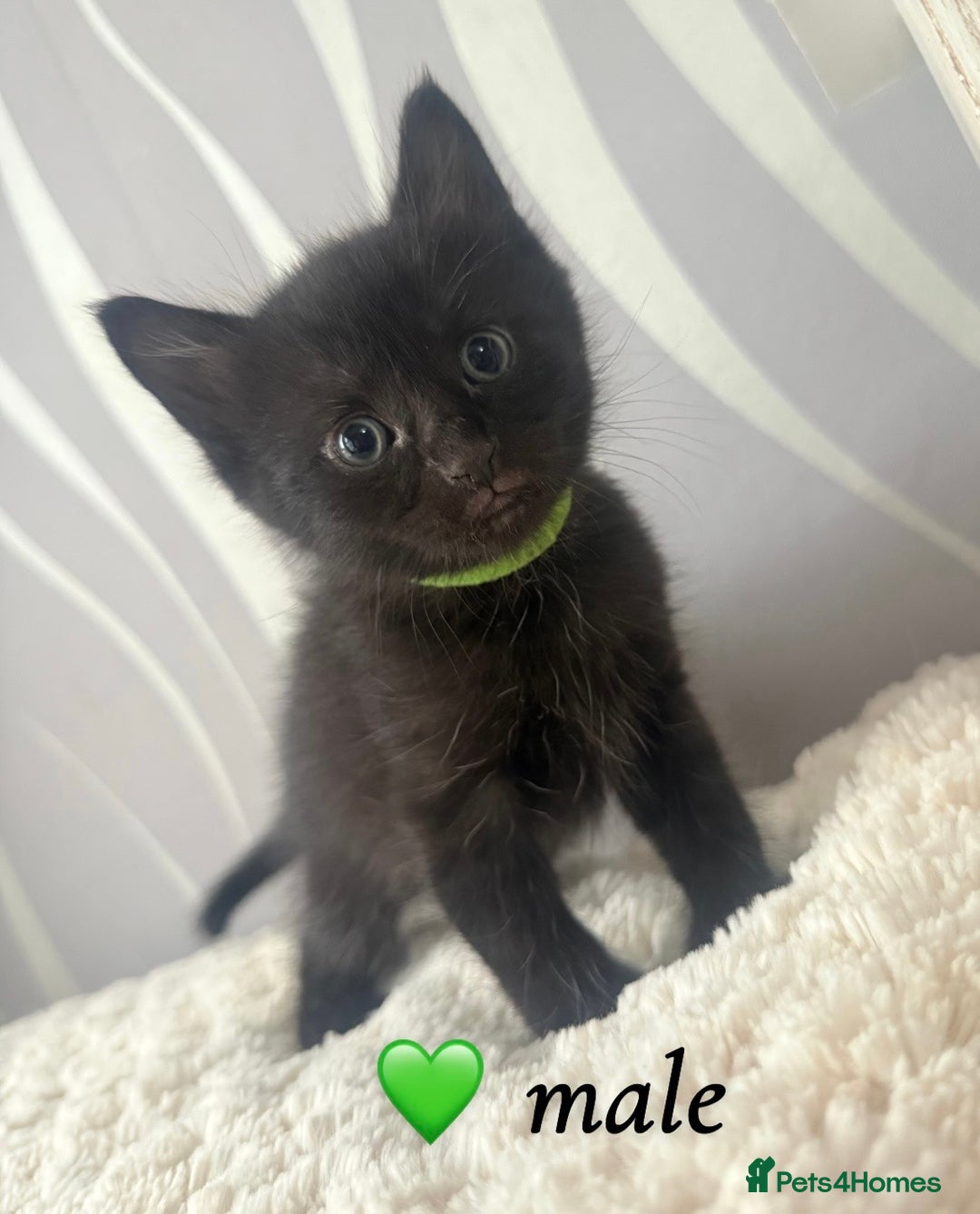 Mixed Breed cats for sale: 4 kittens for sale - Advert 8