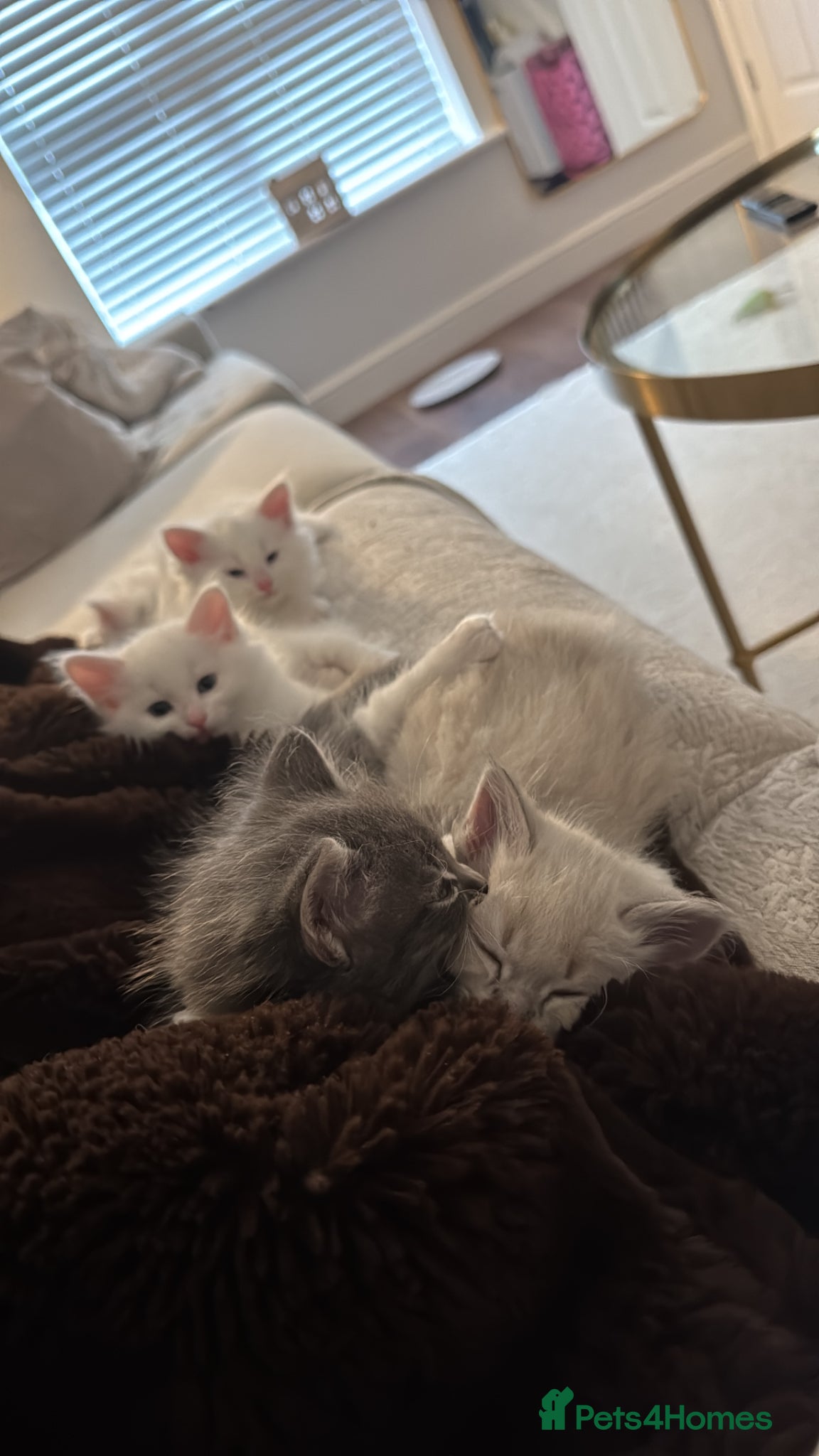 Siberian cats for sale: 🐾 Adorable Siberian Kittens  - Advert 15