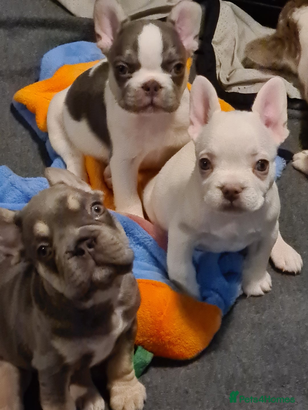 French Bulldog dogs for sale: 5 French bulldog puppies. Pied fluffy - Advert 2