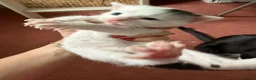 Mixed Breed cats for sale: 5 happy healthy short haired kittens from Lola  - Advert 7