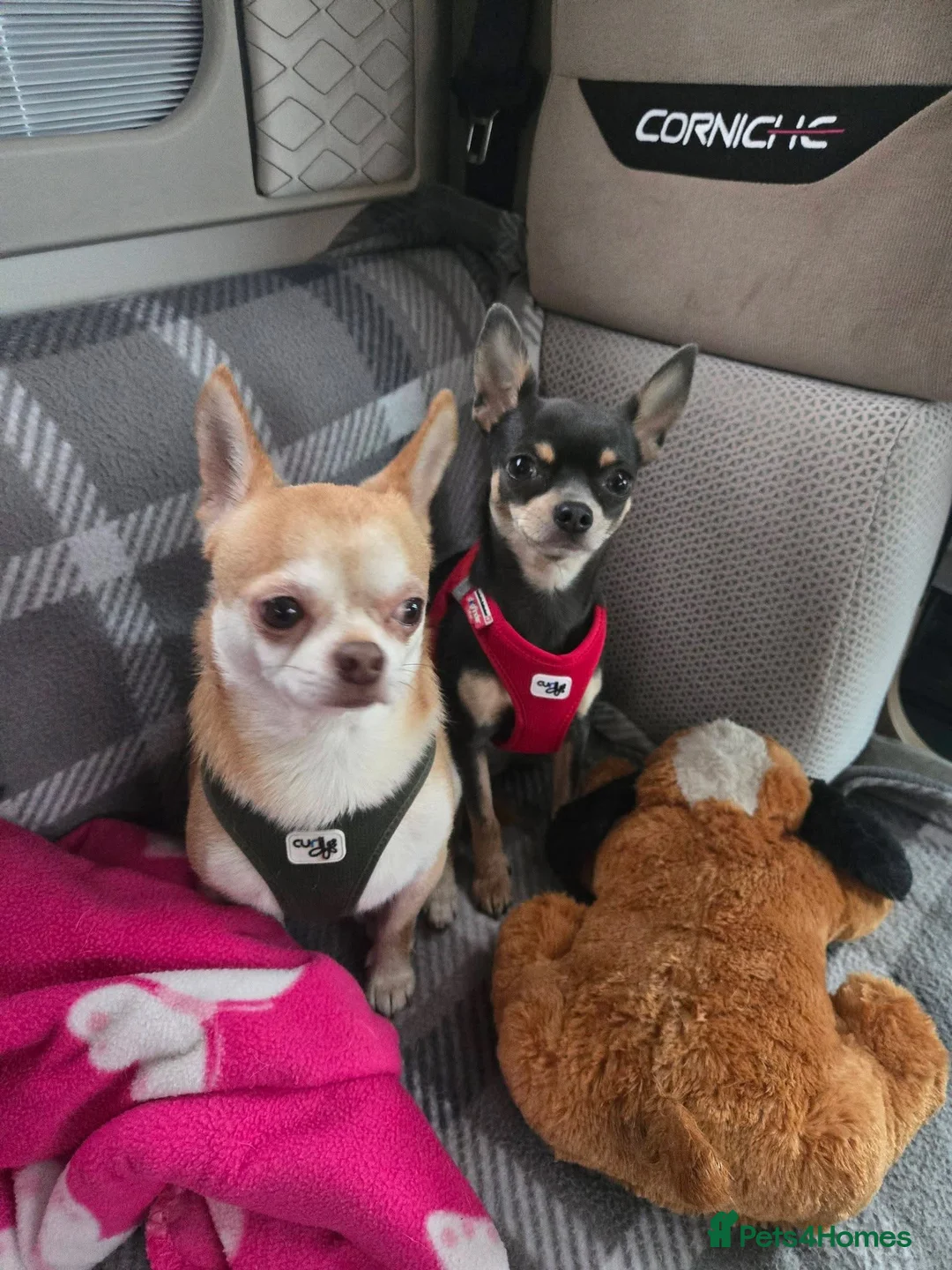 Chihuahua dogs for sale: Chihuahua smooth coat puppy for sale - Advert 2