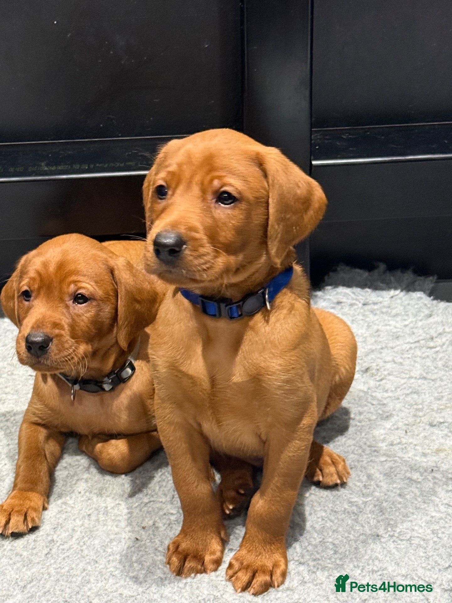 Labrador Retriever dogs Exceptional Fox Red Labrador Puppies  - Advert 3