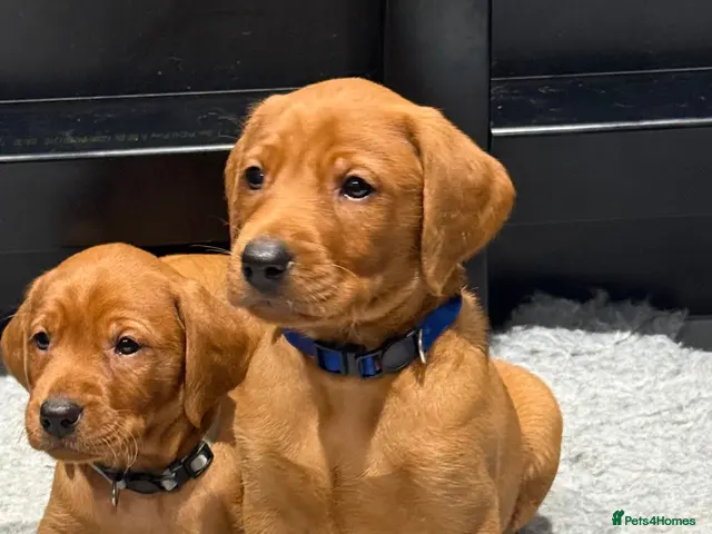 Labrador Retriever dogs Exceptional Fox Red Labrador Puppies - Advert 3