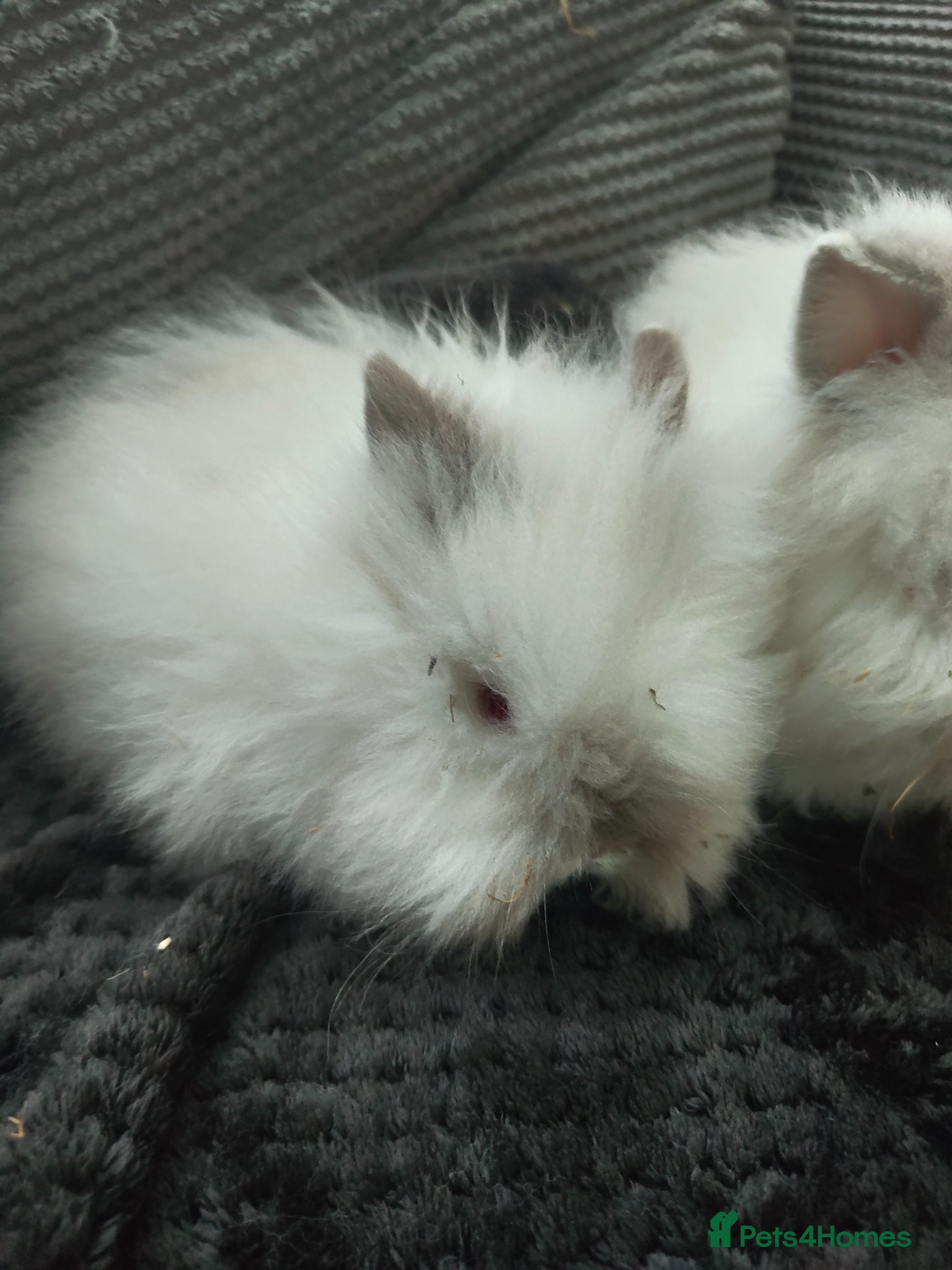 Lionhead rabbits for sale: Beautiful lion head bunnies for sale in Wolverhampton - Advert 5