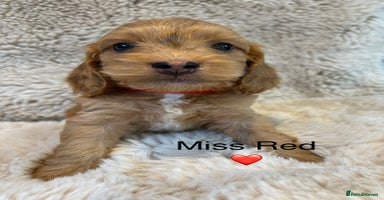 Cockapoo dogs - Advert 11