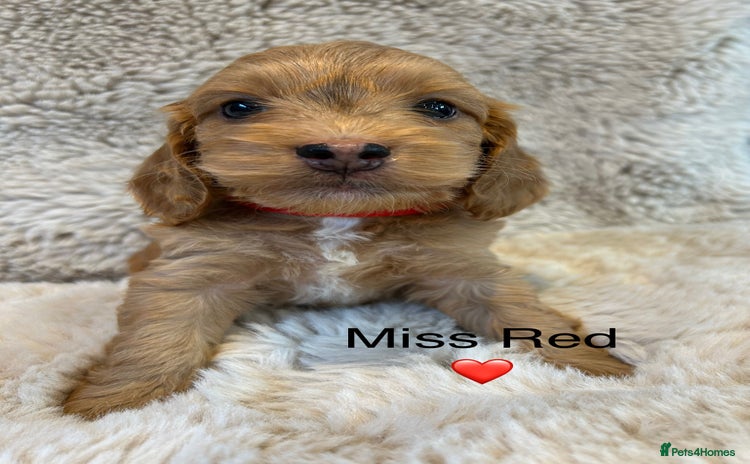 Cockapoo dogs - Advert 3