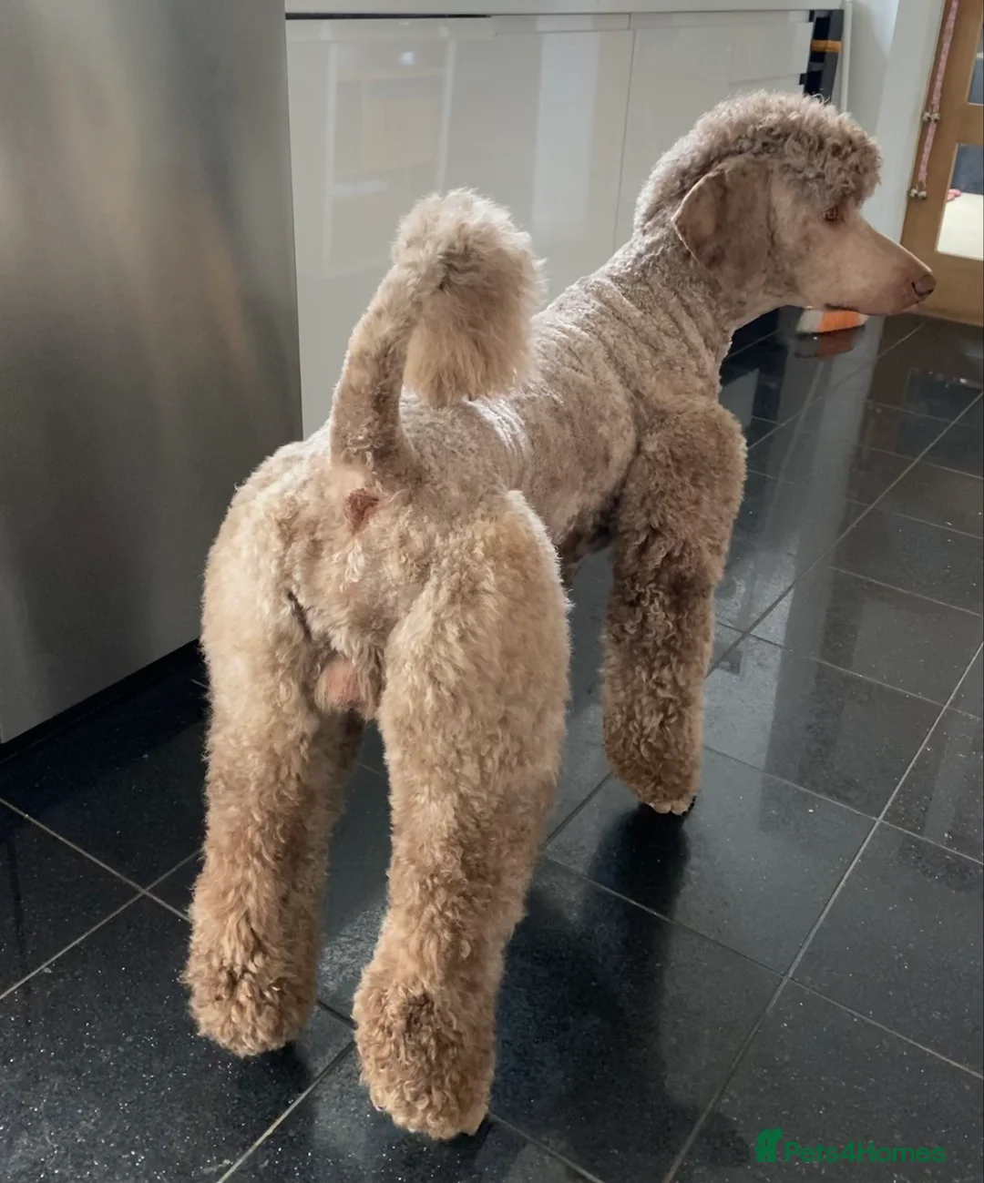 Standard Poodle dogs for stud: Champion Proven Gentle Poodle Available for Stud in Swindon - Advert 5
