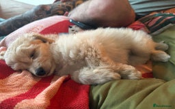 Mixed Breed dogs for sale: Shichon cross dachshund - Image 22
