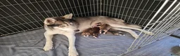 Siberian Husky dogs for sale: Husky puppies  - Advert 1