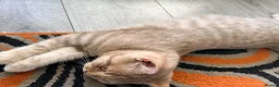 Mixed Breed cats for sale: Scottish Fold x BSH  - Advert 7