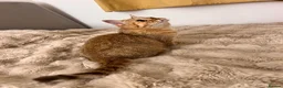 British Longhair cats for sale: Adorable GCCF British LH & SH Kittens - Advert 12