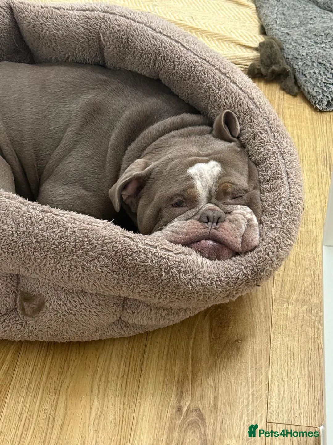 Olde English Bulldogge dogs for sale: Ollie - Looking for a loving home - Advert 2