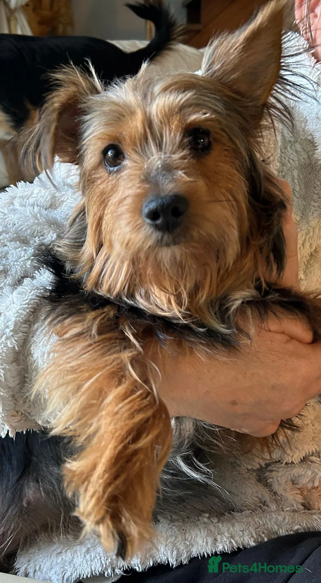 Chorkie dogs for sale: Mixed breed / Chorkie / small breed - Advert 1
