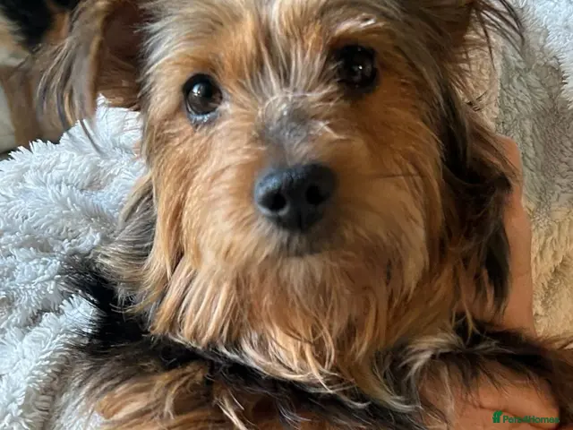 Chorkie dogs for sale: Mixed breed / Chorkie / small breed - Advert 14