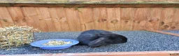 Mini Lop rabbits for sale: Mini lops 2 males - Advert 21