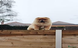 Chow Chow dogs for sale: Red Chow Chow - KC Registered - Image 3