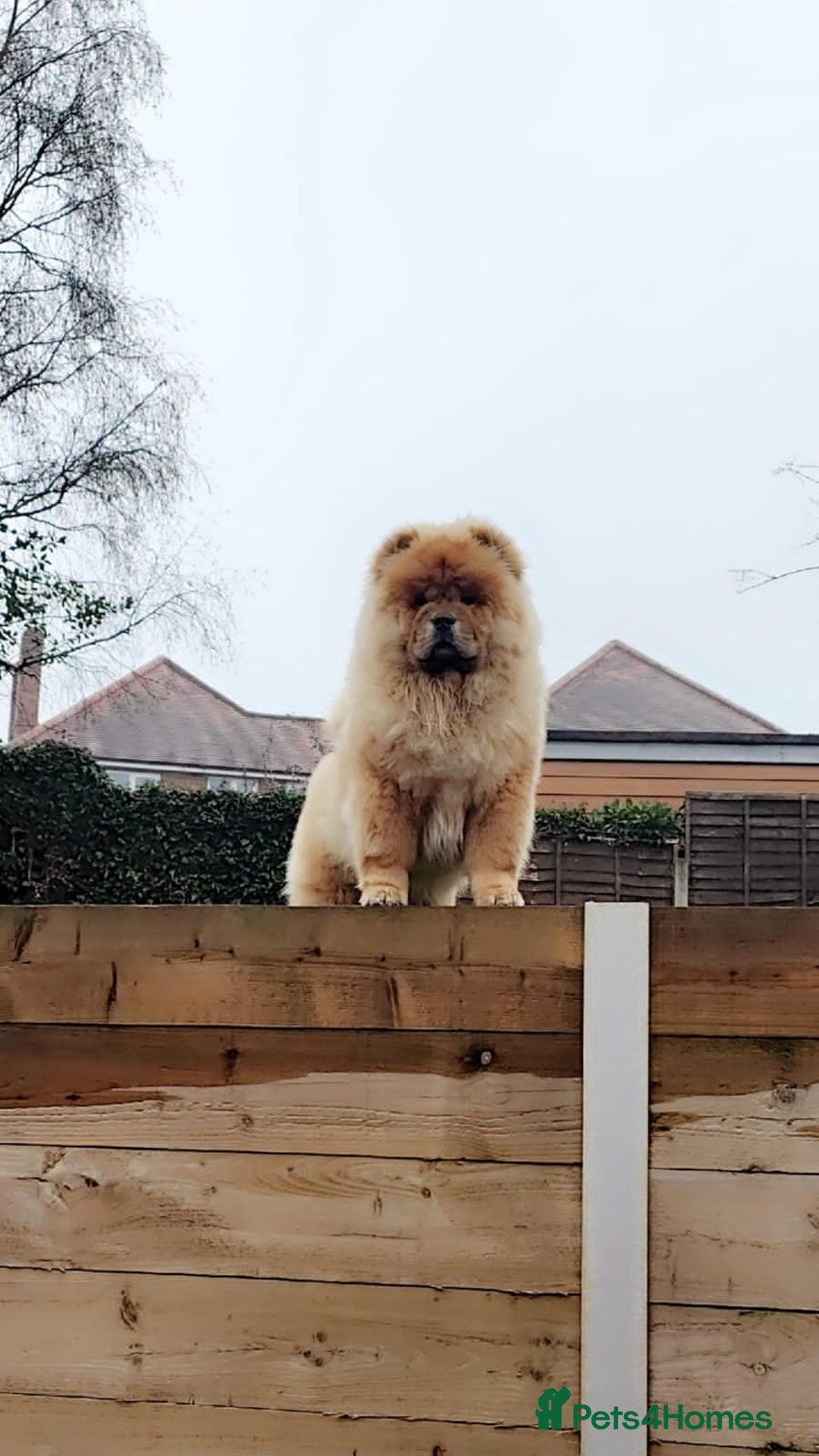 Chow Chow dogs for sale: Red Chow Chow - KC Registered - Image 3