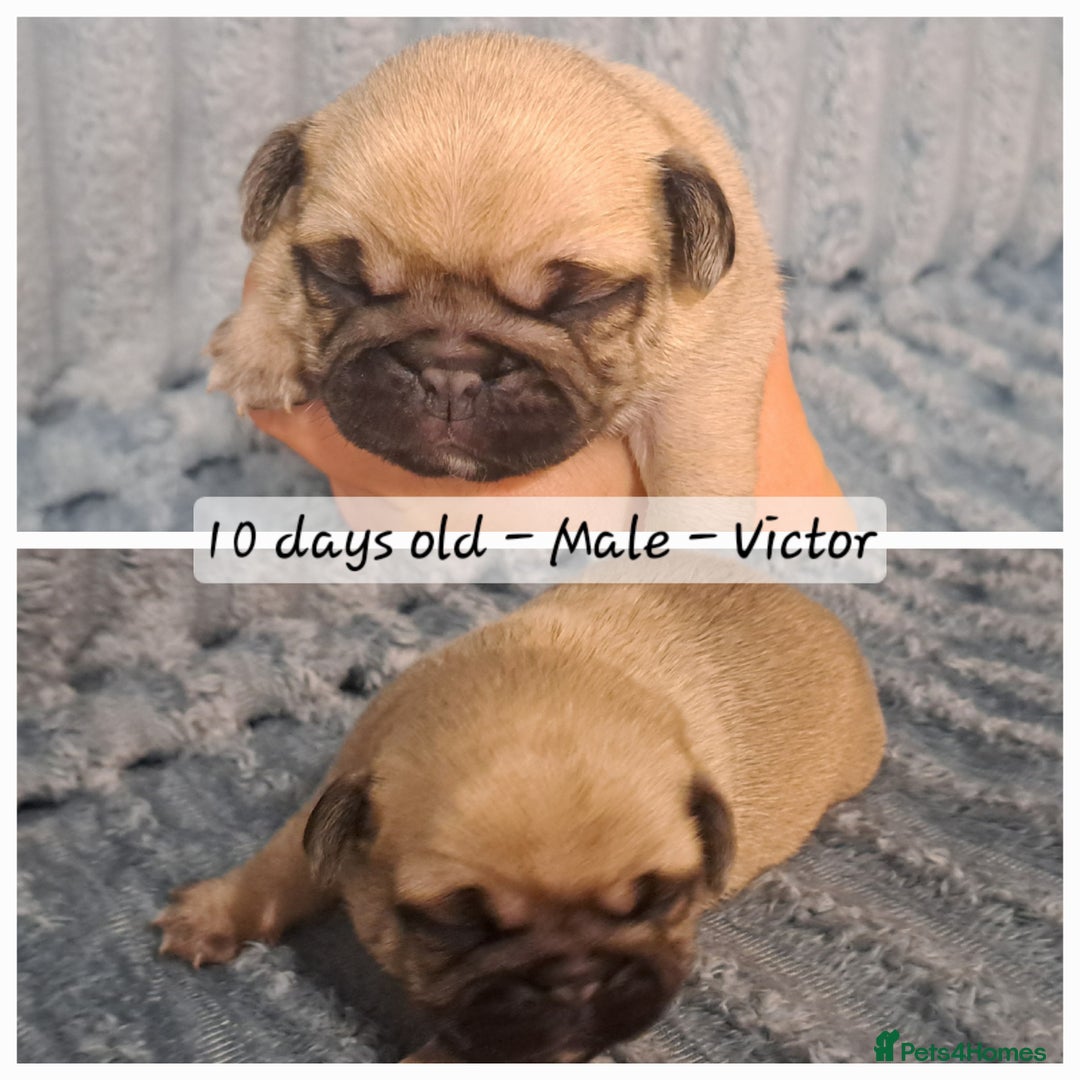 Pug Puppies Fawn males left! for sale in Exeter Pets4Homes