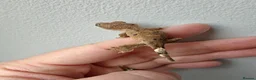 Gecko reptiles for sale: Unsexed baby crested geckos - Advert 12