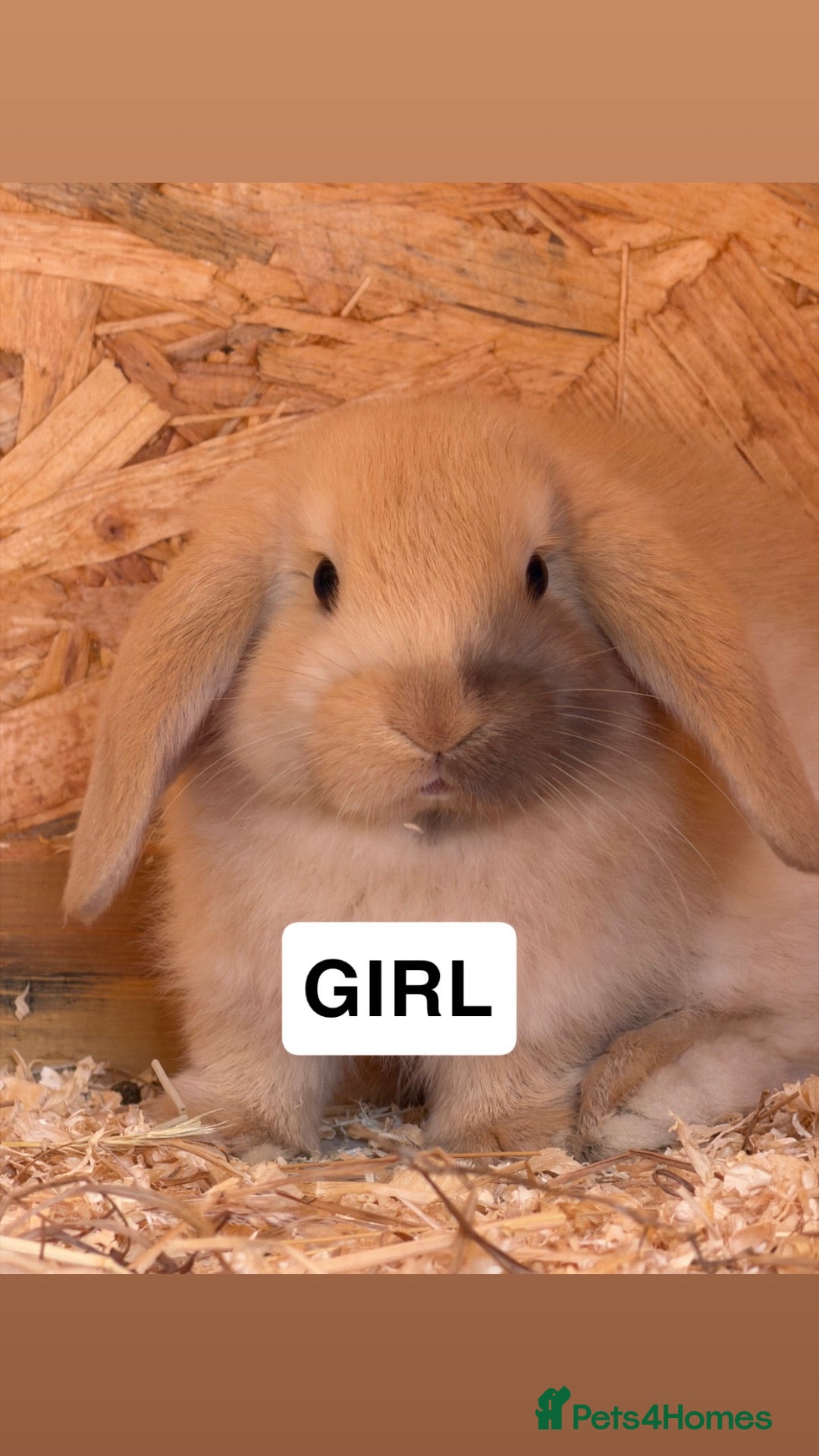 Mini Lop rabbits Minilops  - Advert 1