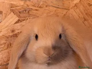 Mini Lop rabbits Minilops - Advert 1