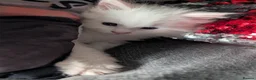 Maine Coon cats for sale: Maine coon kittens  - Advert 3