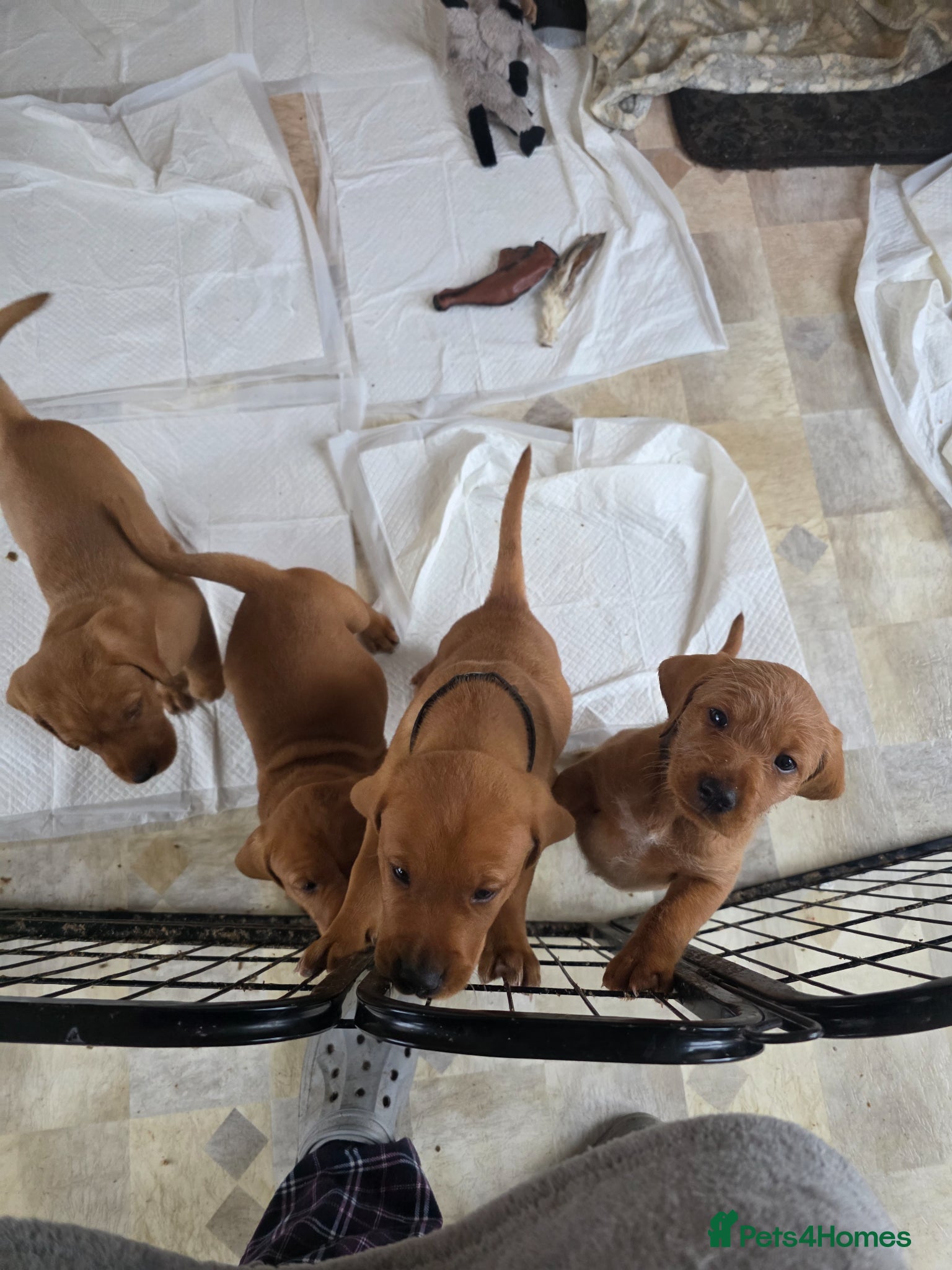 Mixed Breed dogs Labrador x Vizsla Puppies  - Advert 1