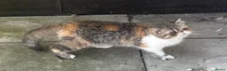 Exotic cats for sale: GCCF REGISTERED FEMALE  - Advert 2