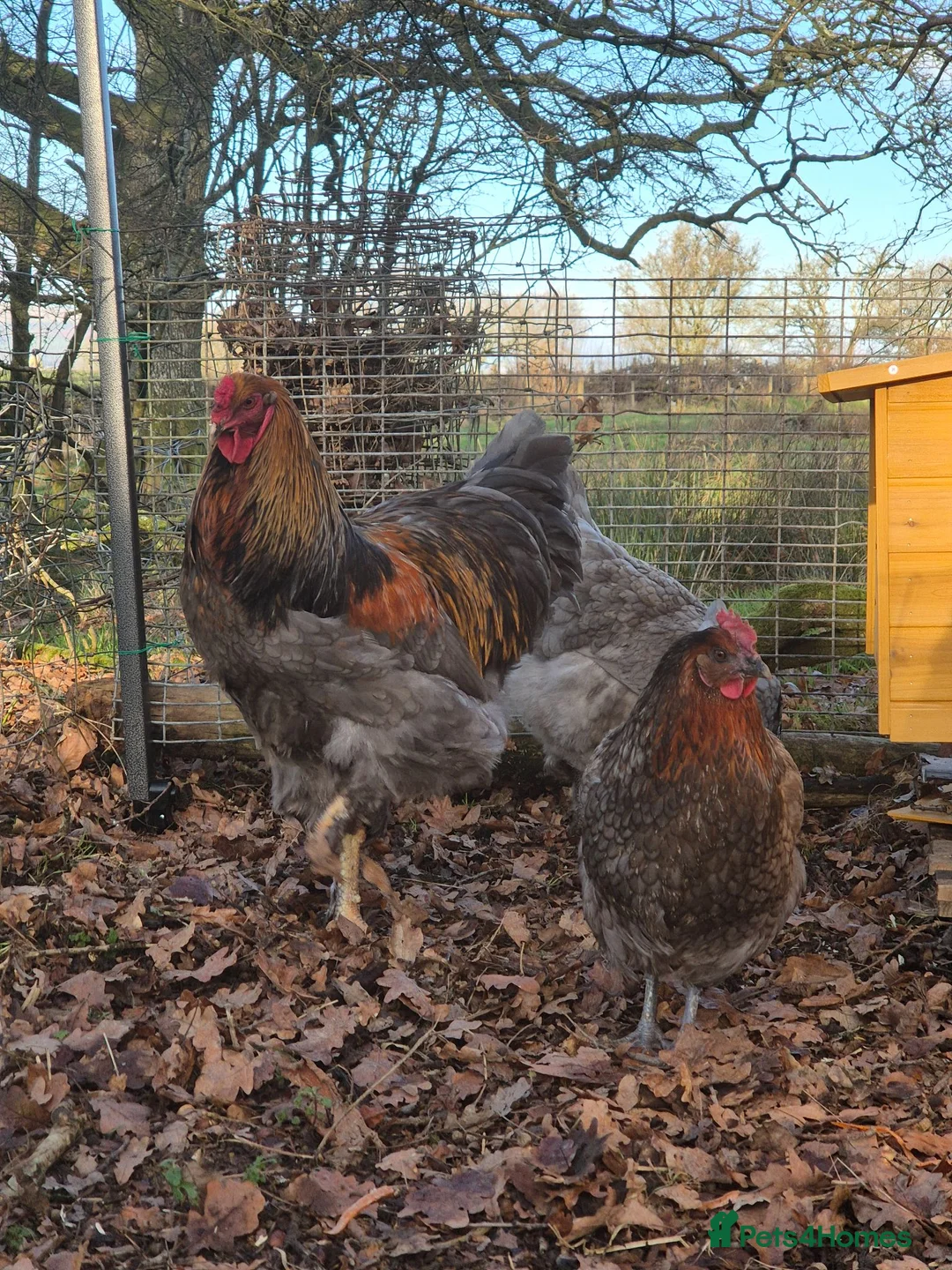 Chickens poultry for sale: Free brahma x cockeral  - Advert 3