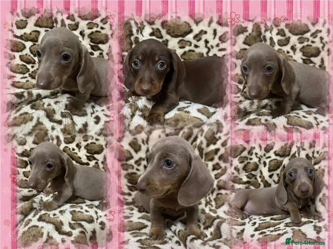 Dachshund dogs for sale: 🩷Amazing dachshund puppies🩷 - Advert 2