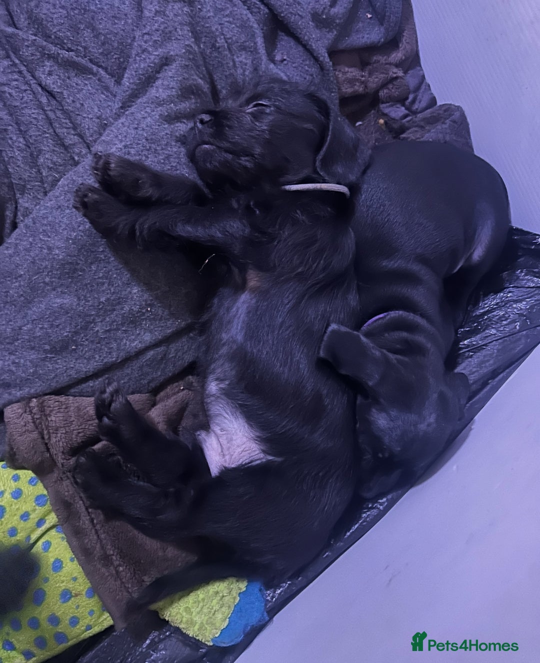 Mixed Breed dogs for sale: Puppies  - Advert 6