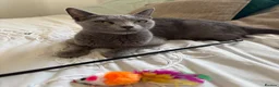 Russian Blue cats for sale: PURE PEDIGREE RUSSIAN BLUE KITTENS INSTAGRAM STARS - Advert 7