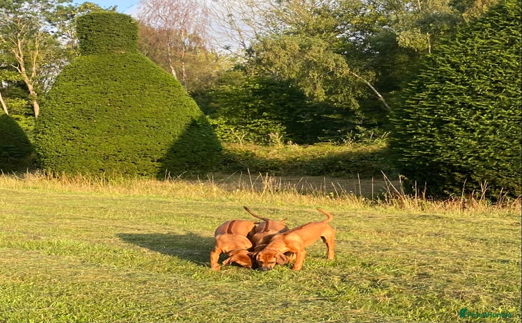 Rhodesian Ridgeback dogs in Grantham - Advert 1