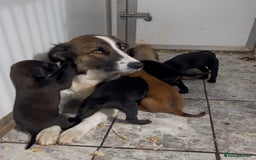 Mixed Breed dogs for sale: Stunning DNA heath test Collie x Hungarian Viszla - Image 28