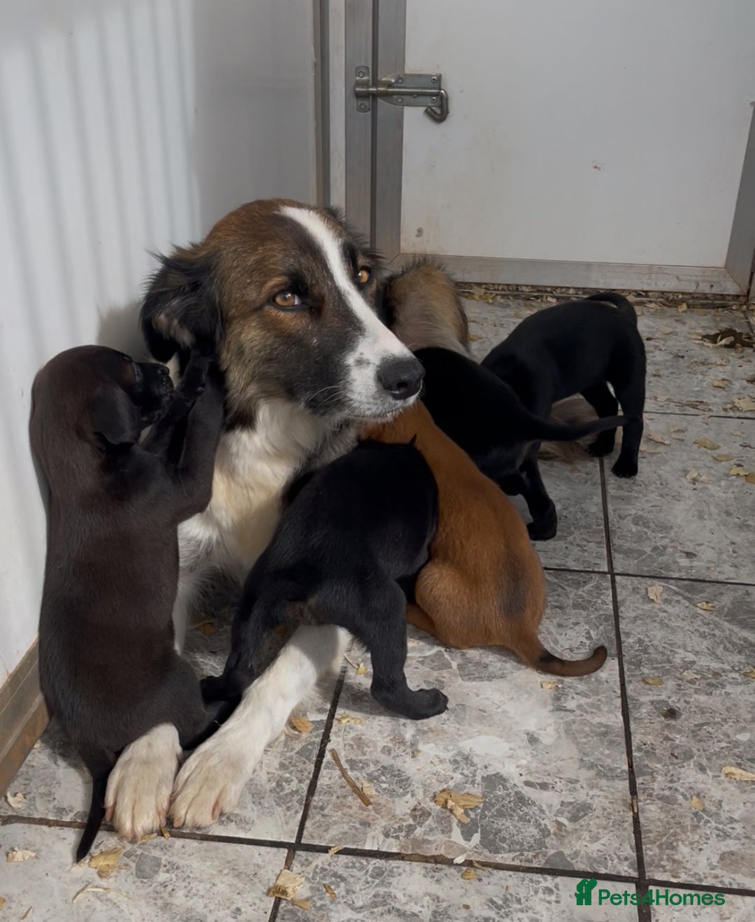 Mixed Breed dogs for sale: Stunning DNA heath test Collie x Hungarian Viszla - Image 28