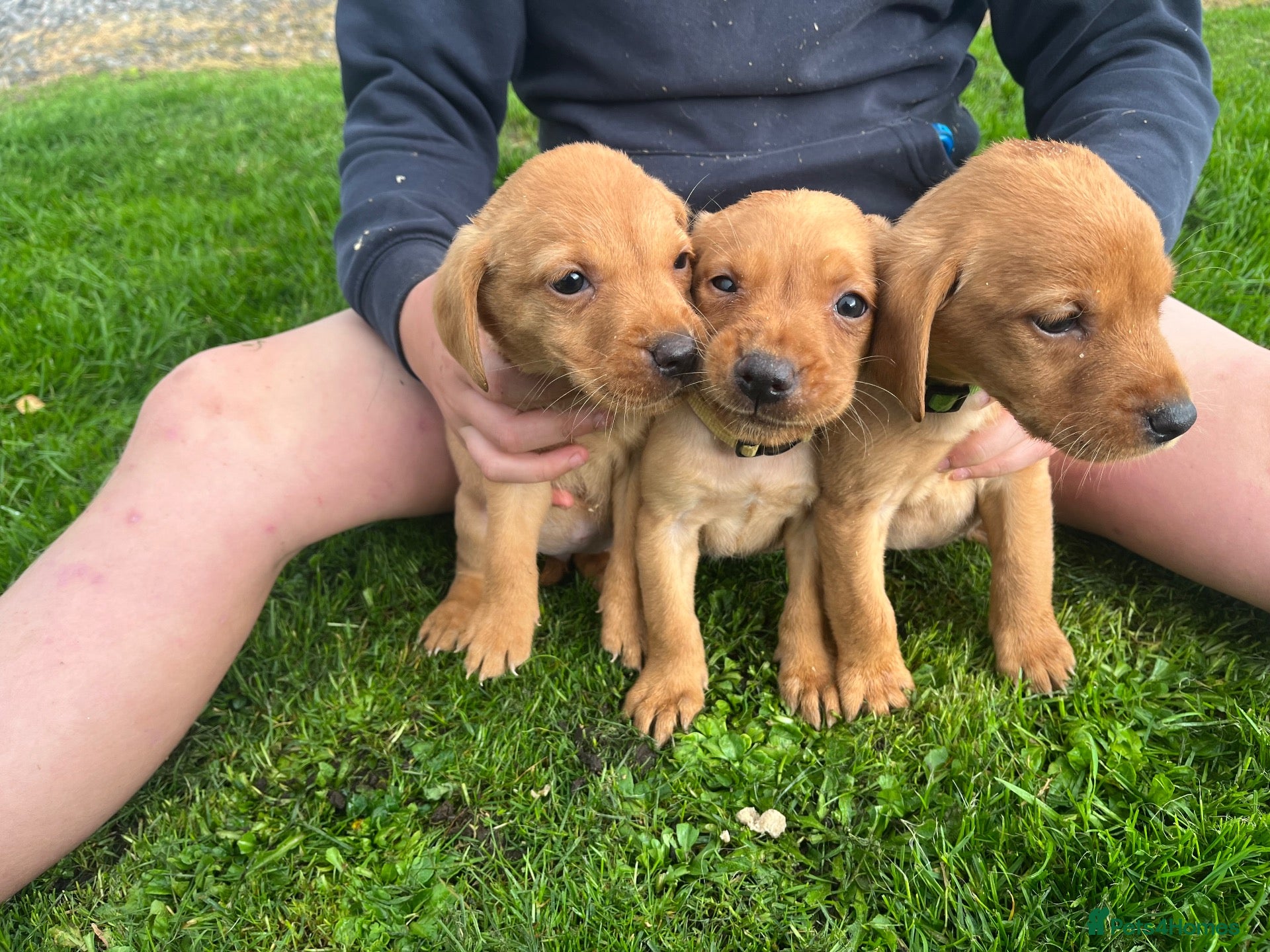 Labrador Retriever dogs Labrador Puppies - Advert 10