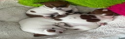 Jack Russell dogs for sale: Stunning Miniature Jack Russell Puppies!!! - Advert 3