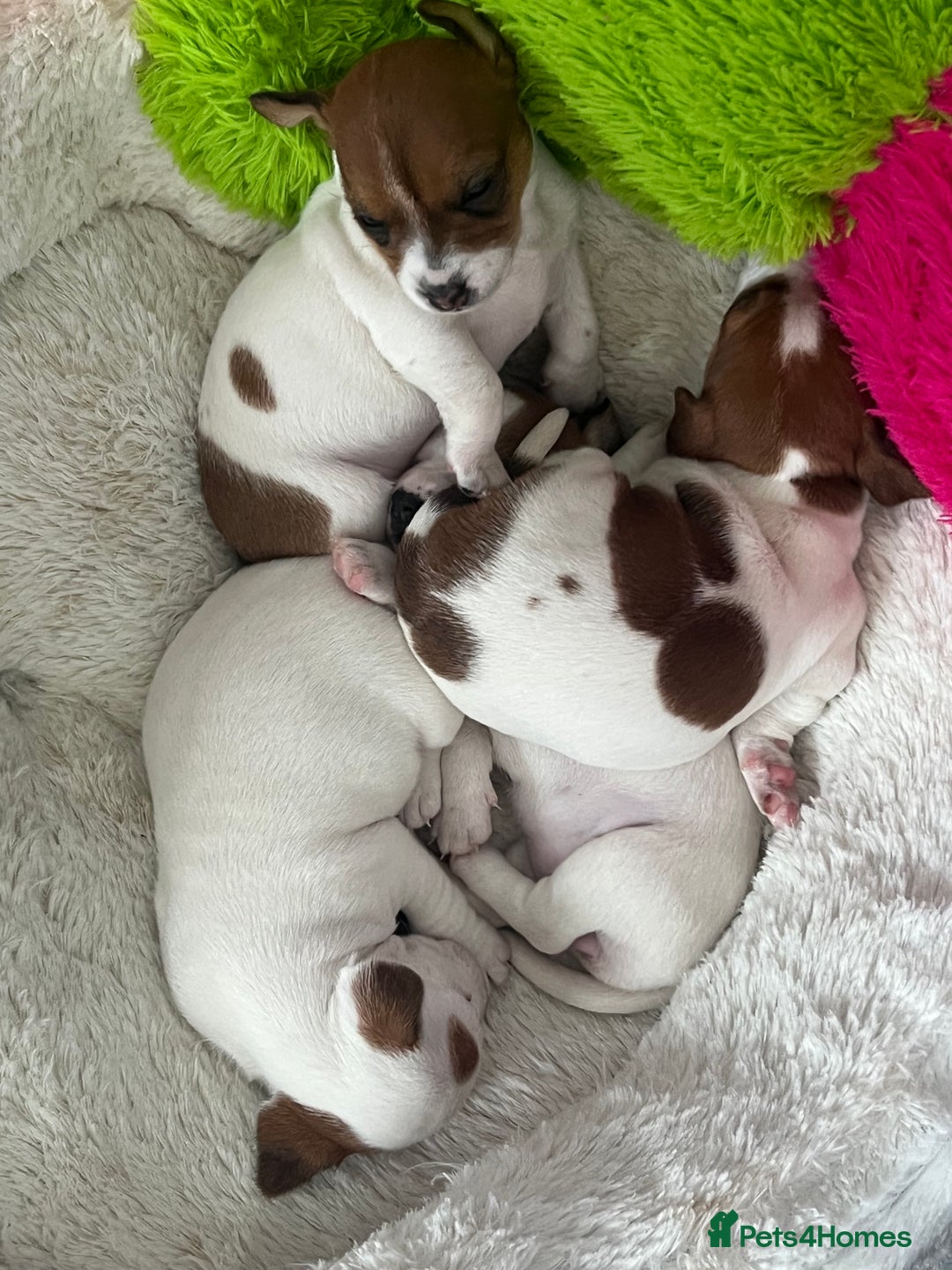 Jack Russell dogs for sale: Stunning Miniature Jack Russell Puppies!!! - Advert 3