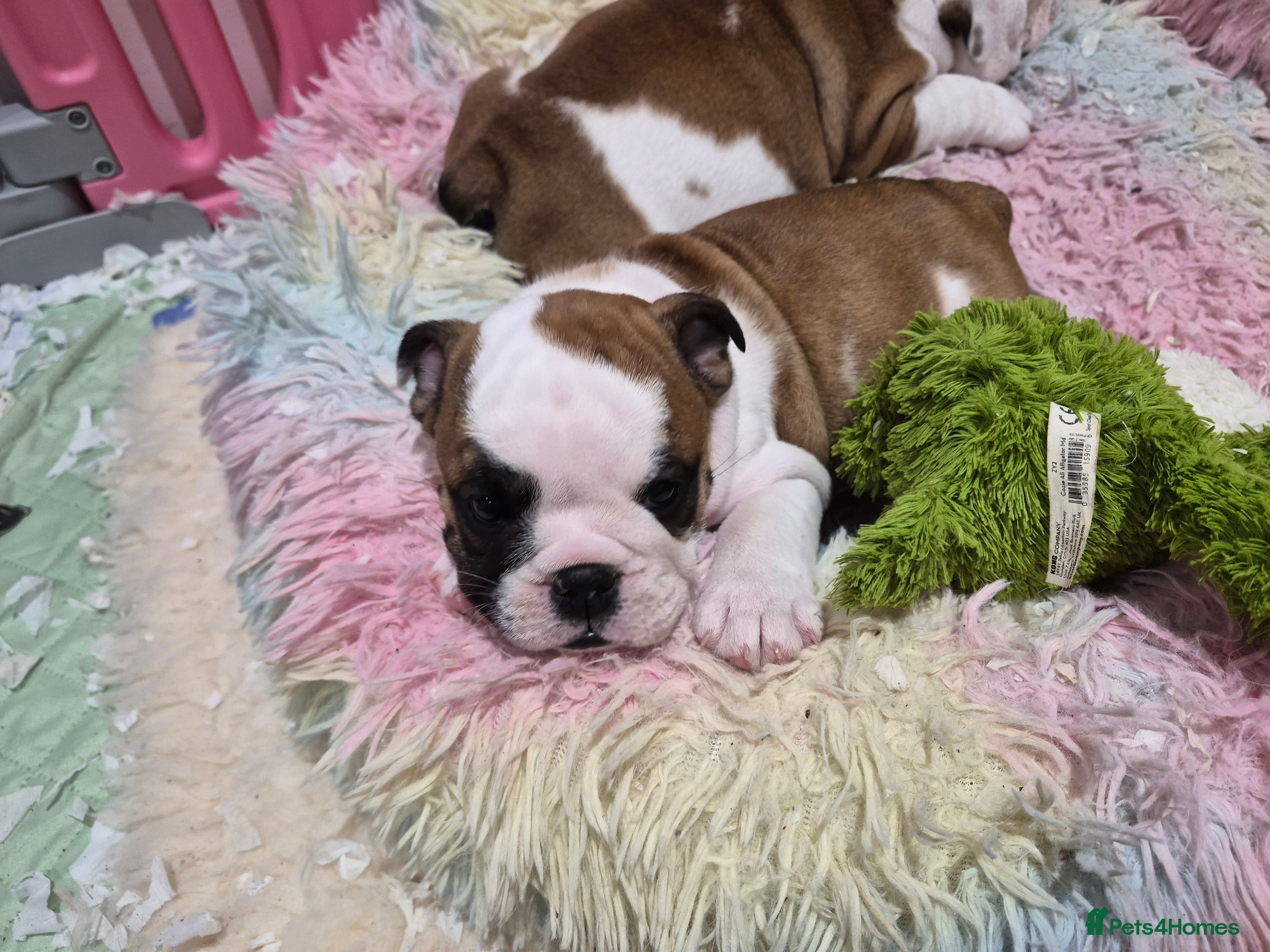 English Bulldog dogs for sale: quality kc standard bulldog babies - Advert 5