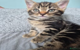 Mixed Breed cats for sale: 4 lovly kittens - Image 22