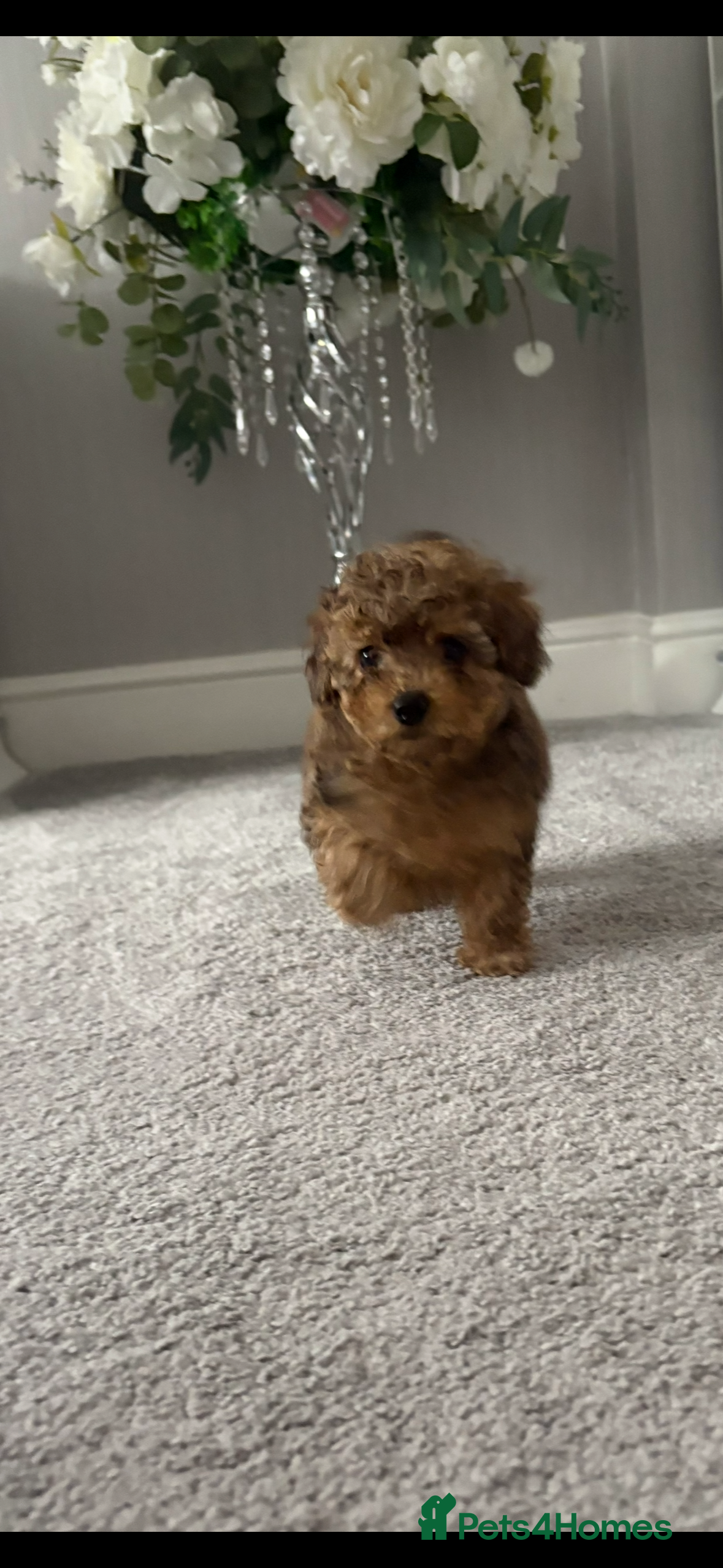 Cockapoo dogs MINITURE COCKAPOO  GIRL - Advert 2