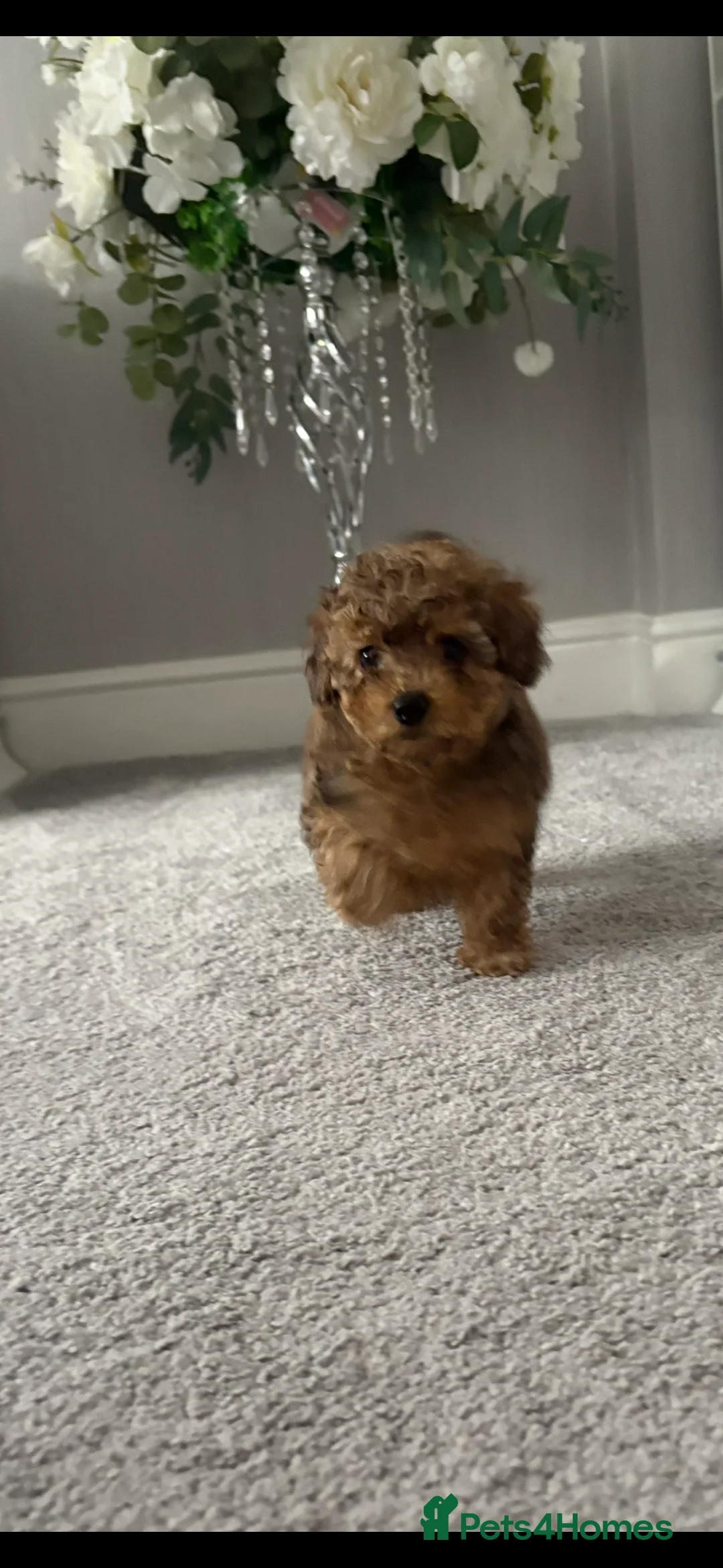 Cockapoo dogs for sale: MINITURE COCKAPOO  GIRL - Advert 1