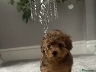 Cockapoo dogs MINITURE COCKAPOO GIRL - Advert 3