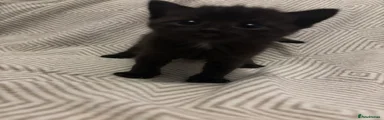 Toothless
