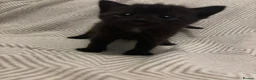 Domestic Shorthair cats for sale: Kittens looking for forever homes 4boys - Advert 5