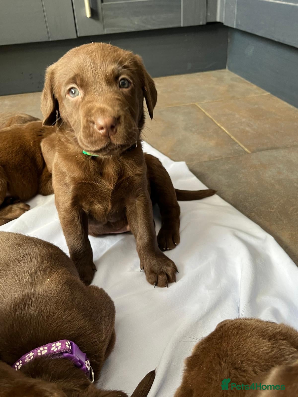 Labrador Retriever dogs for sale: 1 Boy Available Chocolate Labrador Puppy  - Advert 13